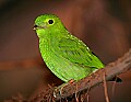 Picture 1501 female lesser green broadbill.jpg