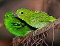 Picture 1506 pair lesser green broadbill.jpg