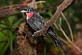 Picture 1508 Purple-throated Fruit Crow.jpg