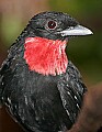Picture 1513 purple-throated fruit crow.jpg