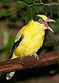 Picture 1535 Black-naped Oriole.jpg