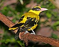 Picture 1566 Black-naped Oriole 10x8.jpg