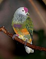 Picture 1576 Beautiful Fruit Dove.jpg