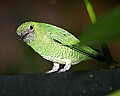 Picture 1595 female swallow tanager.jpg