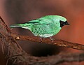 Picture 1621 male swallow tanager.jpg