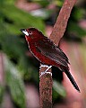 Picture 1623 silver-beaked tanager.jpg