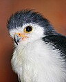 Picture 1649 African Pygmy Falcon.jpg
