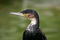 Picture 1653 double crested cormorant.jpg