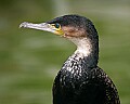 Picture 1654 cormorant.jpg