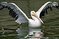 Picture 1657 white pelican.jpg
