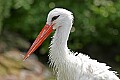 Picture 1674 white stork.jpg