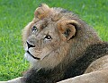 Picture 170 male lion.jpg