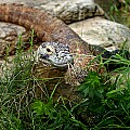 Picture 1702 komodo dragon's forked tongue.jpg