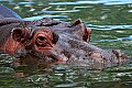 Picture 1706 hippopotamus.jpg