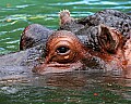 Picture 1716 hippopotamus.jpg