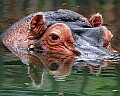 Picture 1758 hippopotamus.jpg