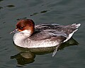 Picture 1764 female Smew.jpg