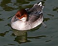 Picture 1765 female Smew.jpg