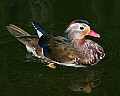 Picture 1776 mandarin duck.jpg