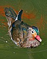 Picture 1777 mandarin duck.jpg