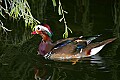 Picture 1782 mandarin duck.jpg