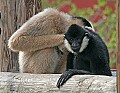 Picture 1787 white-cheeked gibbon.jpg