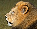 Picture 184 male lion.jpg