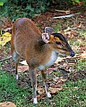 Picture 198 Reeve's Munjac.jpg