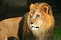 Picture 209 male lion.jpg