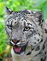 Picture 245 snow leopard.jpg