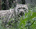 Picture 248 snow leopard.jpg