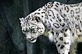 Picture 260 snow leopard.jpg