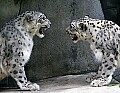 Picture 265 snow leopards.jpg