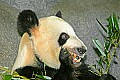 Picture 341 giant panda eating bamboo.jpg