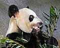 Picture 342 giant panda.jpg