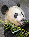 Picture 360 giant panda.jpg