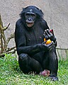 Picture 362 Bonobo.jpg