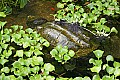 Picture 406 alligator turtle.jpg