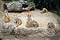 Picture 419 meerkats.jpg