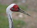 Picture 433 white-naped crane.jpg