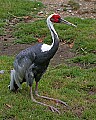 Picture 459 white-naped crane.jpg