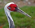 Picture 461 white-naped crane.jpg