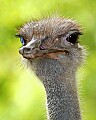 Picture 475 ostrich.jpg