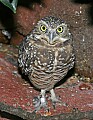 Picture 479 burrowing owl 8x11.jpg