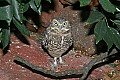 Picture 479 burrowing owl.jpg