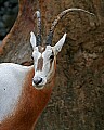 Picture 499 Scimitar-horned Oryx.jpg