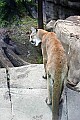 Picture 503 cougar yearling.jpg