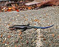 Picture 628 juvenile five-lined skink.jpg