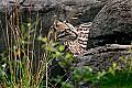 Picture 657 ocelot 2.jpg