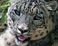 Picture 677 snow leopard portrait.jpg